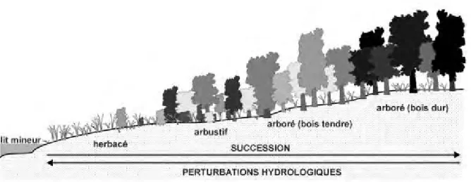 Figure  I7 :  Toposéquence  de  la  succession  végétale  en  zone  riveraine.  La  diminution  de  l’intensité  et  de  la 