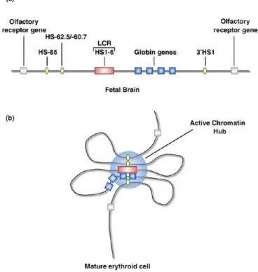Figure 1.25 – Modèle d’organisation du locus β-globin ( Williams et al. 2010 ). (a) Dans le cerveau foetal, le locus adopte une conformation linéaire et les gènes β-globin ne sont pas exprimés
