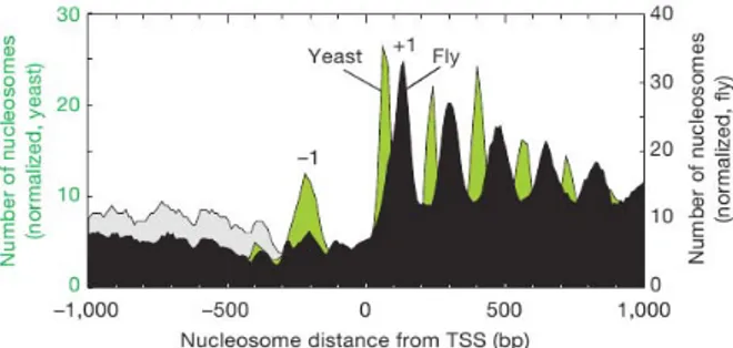 Figure 1.27 – Positionnement des nucléosomes par rapport au TSS chez la levure (vert) et la drosophile