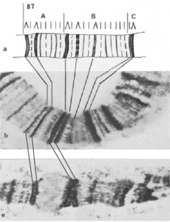 Figure 1.31 – Visualisation sur chromosome polytène de l’effet d’un choc thermique au locus 87A7 ( Se- Se-meshin et al