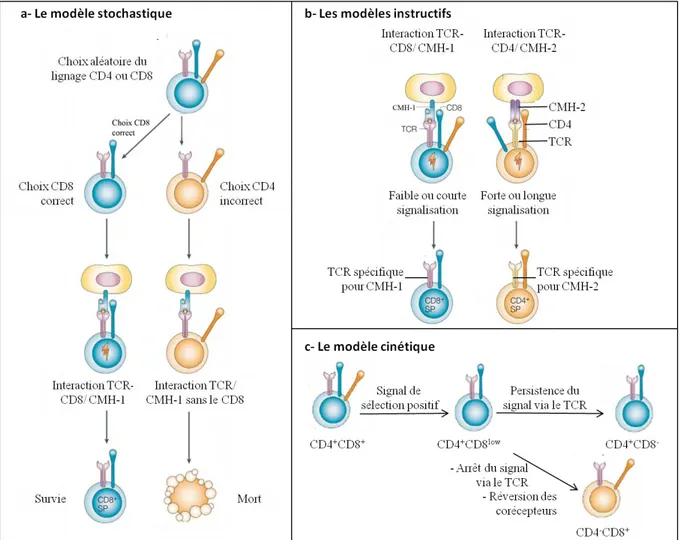 Figure 2 : Les 4 modèles du choix du lignage CD4 et CD8 