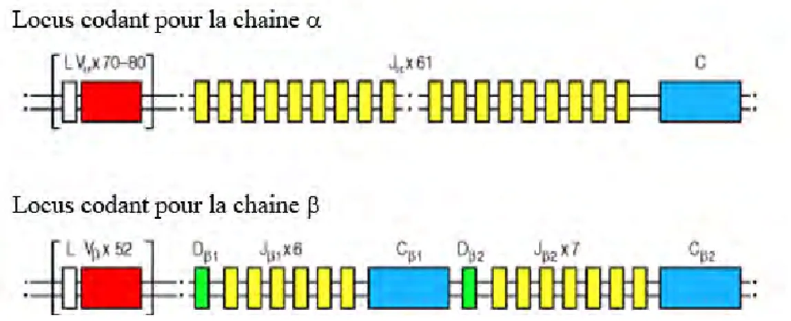 Figure 5 : L’organisation germinale des gènes codant pour le TCRαβ humain  Adapté de Janeway, immunobiolgy, 6° édition