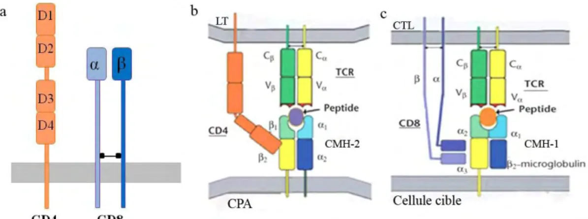 Figure 7 : La structure des corécepteurs CD4 et CD8 et leurs interactions avec le CMH  