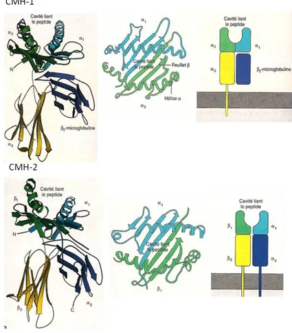 Figure 10 : La structure des molécules de CMH-1 et de CMH-2 et de leur poche à peptide  Adapté de Janeway, immunobiolgy, 6° édition