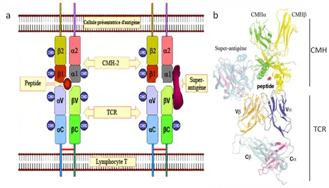Figure 11 : Comparaison de l’interaction CMH / peptide / TCR et CMH / SAg / TCR 