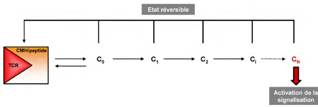 Figure 14 : Modèle du Kinetic proofreading adapté à la transduction du signal en aval du TCR 