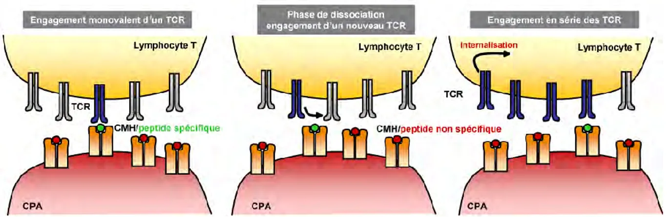 Figure 15 : Modèle d’engagement en série des TCR ou « serial triggering ».  