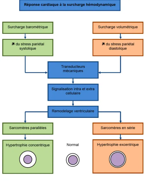 Figure 3 : Modèle de remodelage ventriculaire en fonction du type de surcharge imposée au 