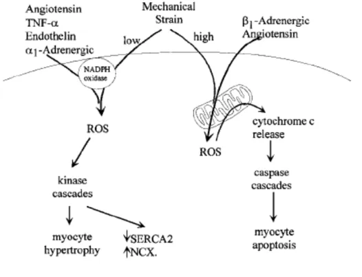 Figure 9 : Effets des espèces réactives de l’oxygène sur le cardiomyocyte 