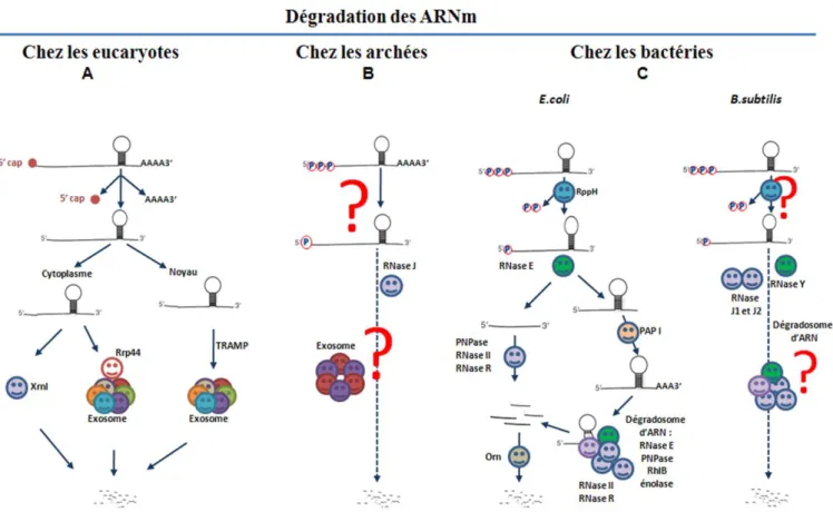Figure 1 : Schéma simplifié de la dégradation des ARNm chez  les trois royaumes de la vie
