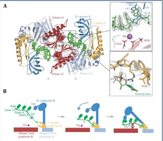 Figure 6 : Structure cristallisée d’interaction RNase E/ARN et modèle d’action de la RNase E