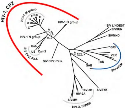 Figure 1. Arbre phylogénétique du gène pol des lentivirus des primates (HIV et SIV) 