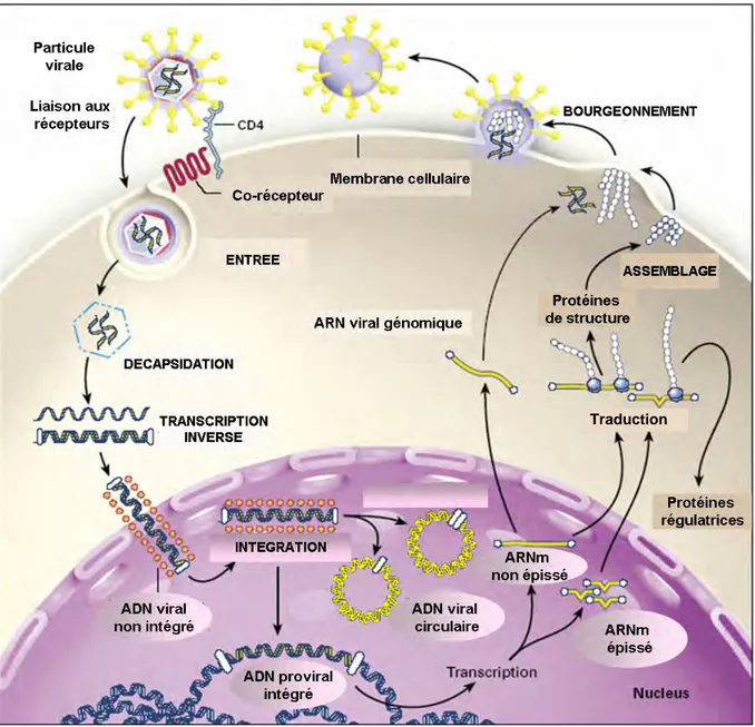 Figure 3. Cycle réplicatif du HIV-1 (d’après Furtado et al. N Engl J Med 1999 ; 340 :1620) 