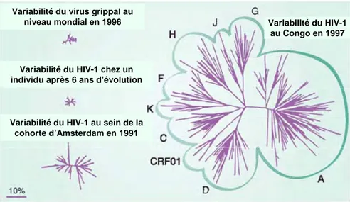 Figure 4. Variabilité génétique du HIV-1 : variabilité à l’échelle individuelle et collective 