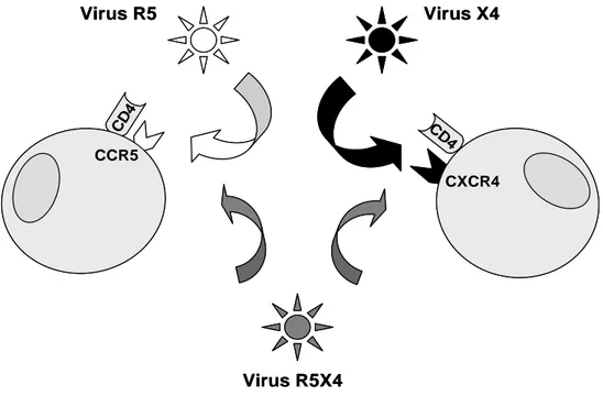 Figure 7. Classification des virus selon l’utilisation des corécepteurs d’entrée. 