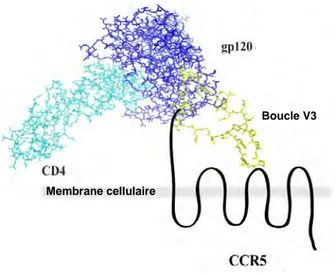 Figure 12. Modèle de l’interaction entre la gp120 trimérique fixée au récepteur CD4  soluble et le corécepteur CCR5 (d’après Huang et al