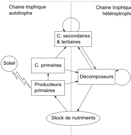Figure  1 :  Représentation  schématique  simplifiée  des  chaînes  trophiques 