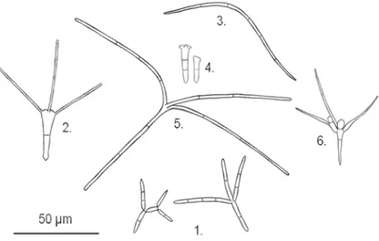 Figure  8 :  Conidies  des  espèces  d’hyphomycètes  utilisées  au  cours  de 