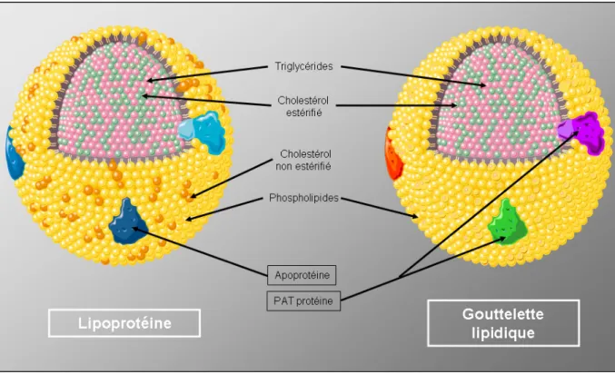 Figure 8 : Comparaison structurale d’une lipoprotéine et d’une gouttelette lipidique. 