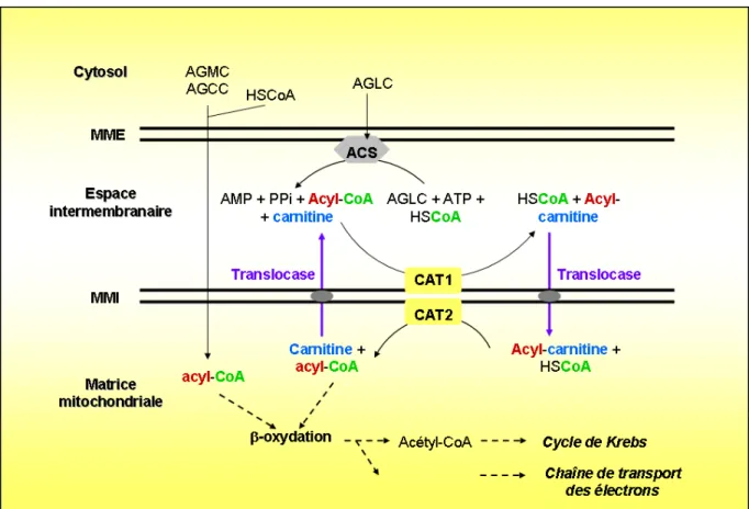 Figure 13 : Activation des acides gras et transport du groupement acyle dans la matrice  mitochondriale par la carnitine