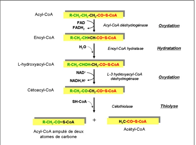 Figure 14 : Séquence de réactions de la  β β β β-oxydation des acides gras. 