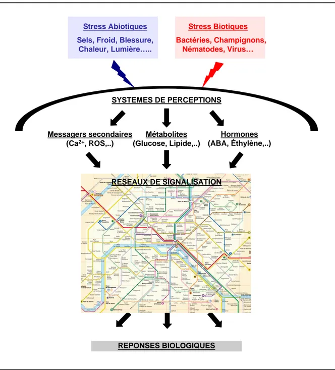 Figure 1. Représentation schématique simplifiée des réseaux de signalisation.Messagers secondaires(Ca2+, ROS,..)SYSTEMES DE PERCEPTIONSHormones        (ABA, Éthylène,..)Stress AbiotiquesSels, Froid, Blessure, 