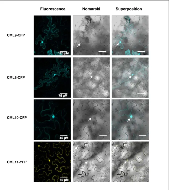 Figure 7. Localisation subcellulaire des CMLs du groupe 2 par expression transitoire  dans des cellules épidermiques de  N