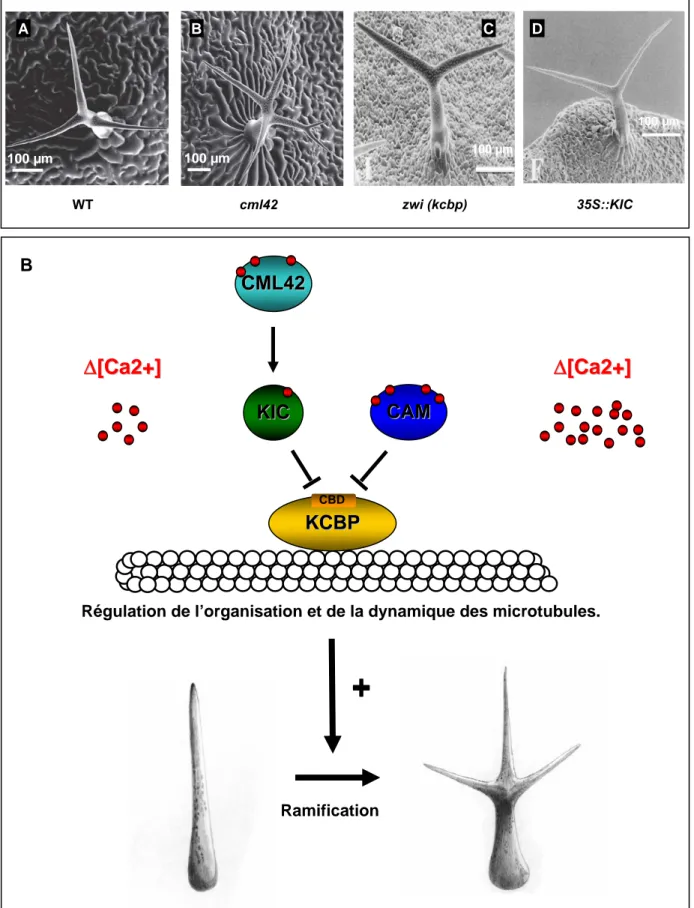 Figure 8. Implication de CML42 et d’autres protéines affines pour le calcium dans la ramification des trichomes chez  A