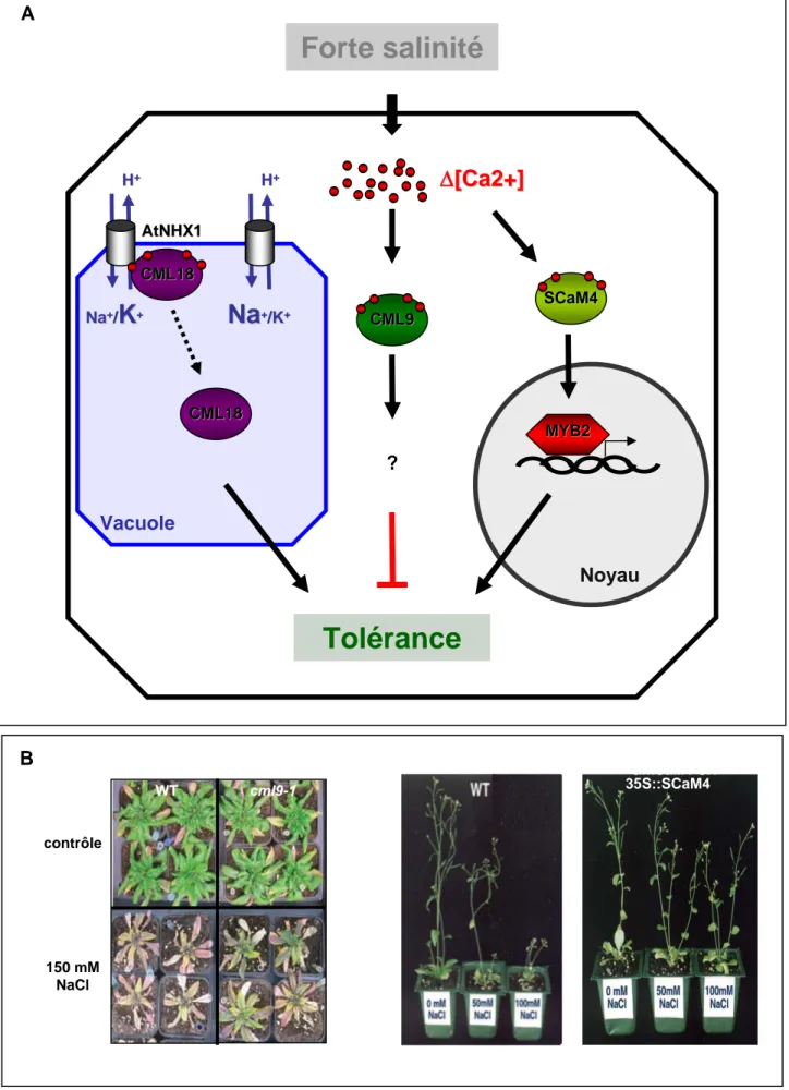 Figure 9. Implication des CMLs dans la tolérance au sel chez  A. thaliana.