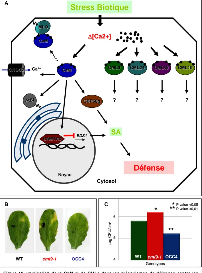 Figure 10. Implication de la CaM et de CMLs dans les mécanismes de défenses contre les pathogènes chez A