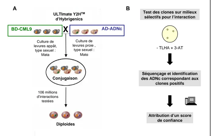 Tableau 3. Nature des clones sélectionnés lors du criblage  in vivo d’une banque  d’expression d’ A