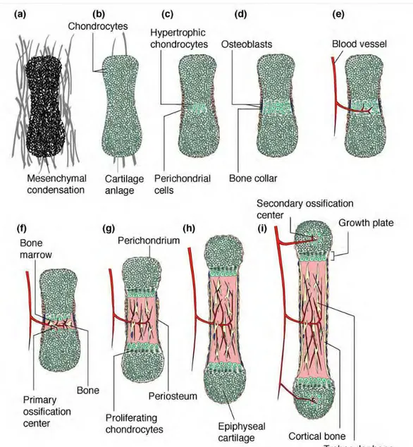 Fig. 3 : Développement osseux endochondral de la phase de condensation mésenchymateuse à la phase 