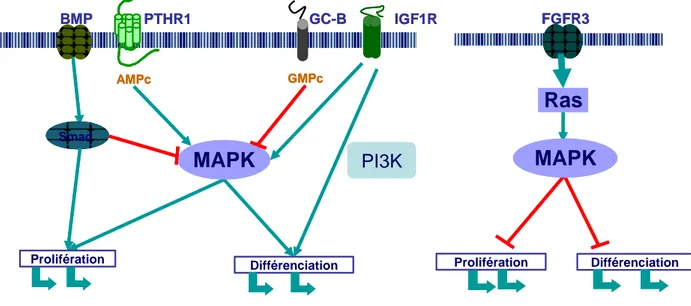 Fig.  6 :  Contrôle  cellulaire  de  la  prolifération  et  de  la  différenciation  chondrocytaire  de  la  plaque  de 