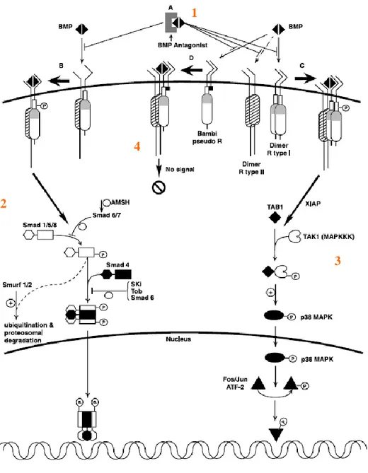 Fig.  8:  Les  différentes  voies  en  aval  des  BMPRs.  Le  mécanisme  d’activation  cellulaire  par  les  BMP 