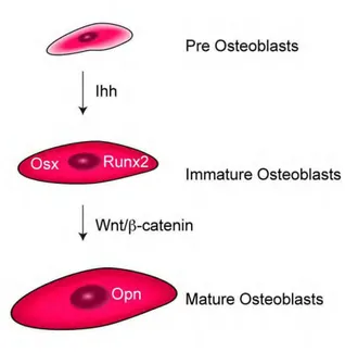 Fig.  9:  Wnt  et  Ihh  dans  la  différenciation  ostéoblastique  des  cellules  ostéochondrales
