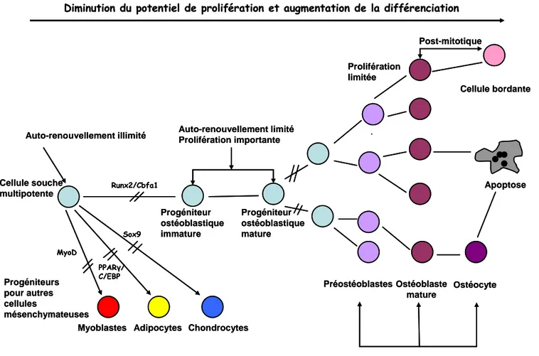 Fig. 12 : Etapes de prolifération et de différenciation de la lignée ostéoblastique, d’après Aubin, 2001 (70).
