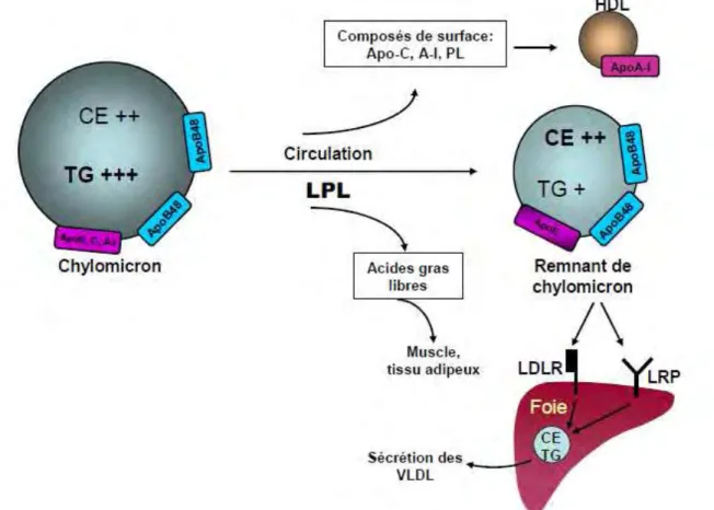 Figure 2: Métabolisme des chylomicrons 