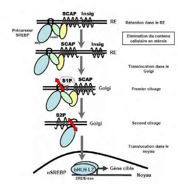 Figure  4:  Voie  d'activation  de  SREBP  par  clivage  protéolytique  (d'après  Eberlé  et  al, 