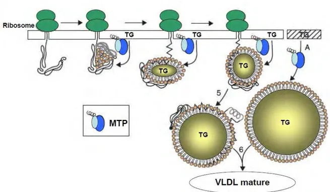 Figure 5: Mécanisme d'assemblage des VLDL dans le RE (d'après Shelness et al, 2001) 