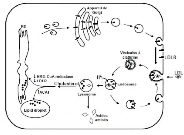 Figure 6: Voie d'endocytose du LDLR 