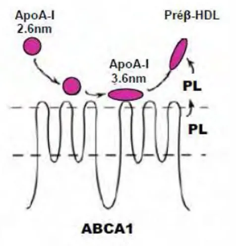 Figure 7: Biogenèse des préβ-HDL par ABCA1 
