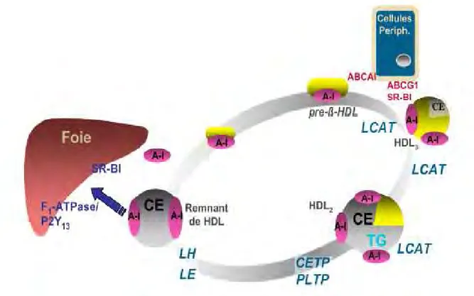 Figure 9: Remodelage plasmatique des HDL 