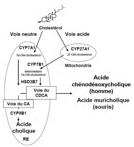 Figure 12: Voie de synthèse des acides biliaires 