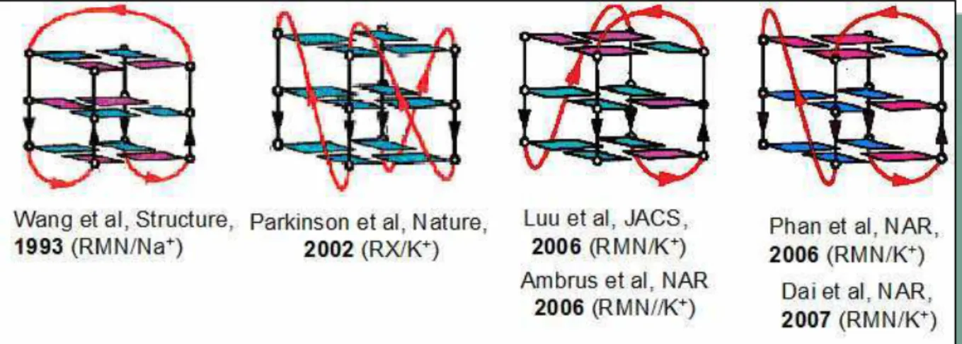 Figure 8 : Différentes structures du G-quadruplex déterminées à partir des études de RMN et 