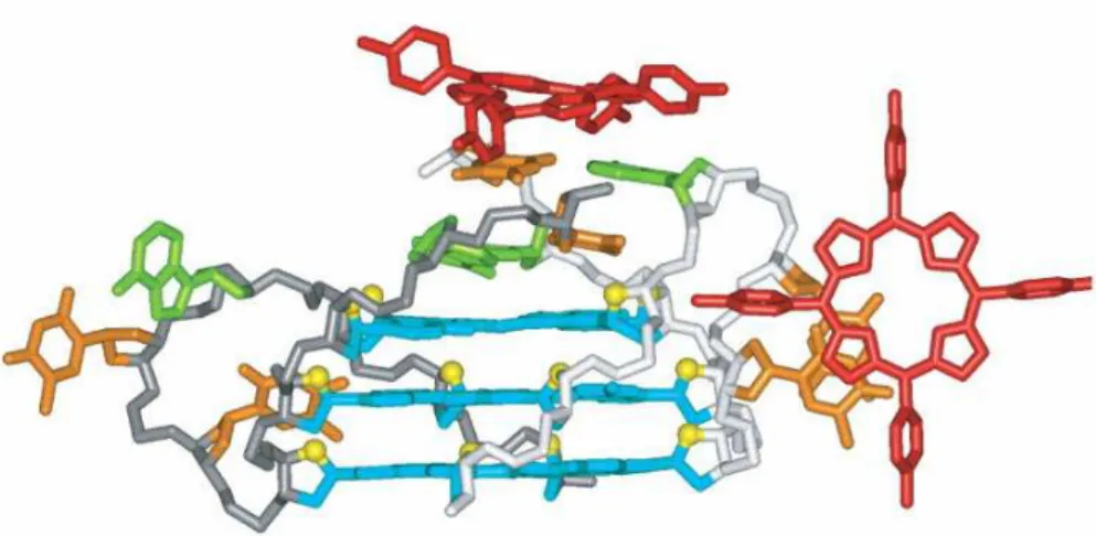 Figure 1.17  X-ray  structure  of  the  porphyrin  H 2 -TMPyP4  (in  red)  bound  to  the 