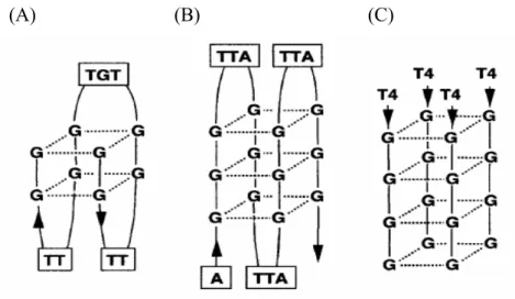 Figure 1.22  Scheme of the three tetraplexes examined with the folding topologies and  