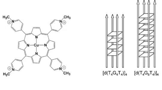 Figure 1.24  Structure of Cu-TMpyP4. Sequences and schematic diagram of G-quadruplex-