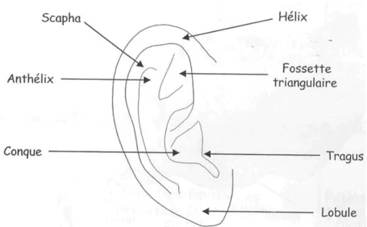 Figure 1.1 : Schéma anatomique du pavillon de l'oreille externe. Le conduit auditif jusqu'au tympan n’est pas représenté  mais appartient tout de même à l’oreille externe