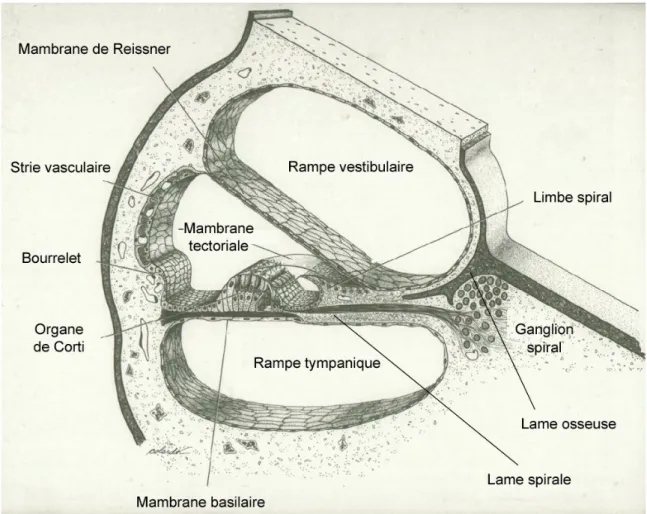 Figure 1.6 : Schéma représentant la coupe d’un tour de spire de la cochlée. 