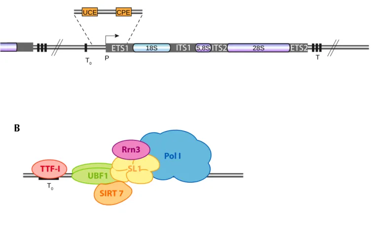 Figure 1 : Structure des répétitions des gènes ribosomiques et composition de la machinerie de transcription  de l'ARN pol I
